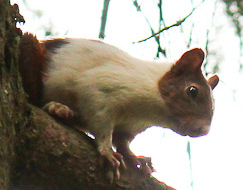 Help id - Sciurus vulgaris (colorazione anomala)